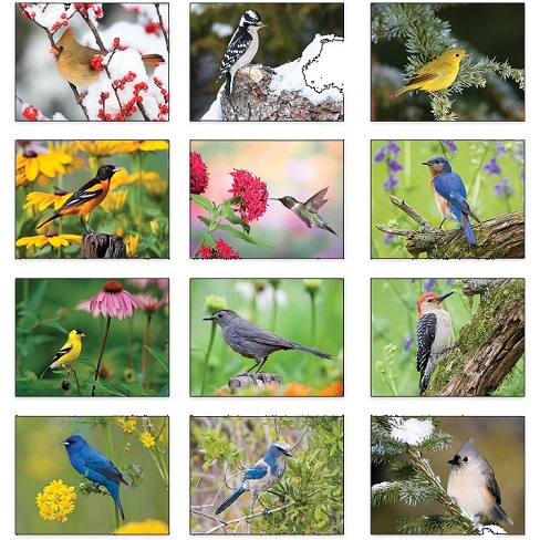 Backyard Birds 2021 Calendar Monthly Scenes