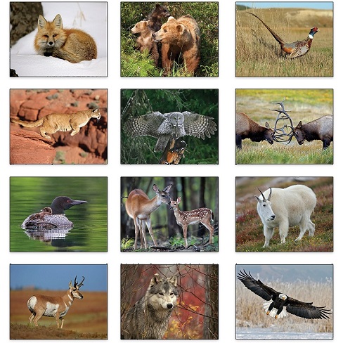 Wildlife 2021 Calendar Monthly Scenes